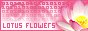 Lotus Flowers